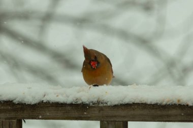 Kahverengi ahşap korkuluktaki bu güzel kardinalin görünüşüne bayılıyorum. Bu dişi bir kuş ve tüylerinin donuk bakır renklerinden anlayabilirsiniz. Her tarafı karla kaplı burada oturuyor..
