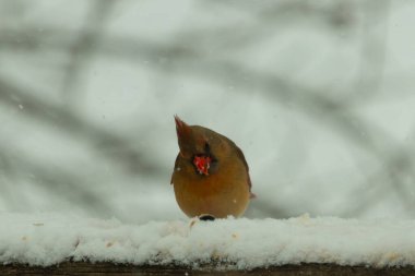 Kahverengi ahşap korkuluktaki bu güzel kardinalin görünüşüne bayılıyorum. Bu dişi bir kuş ve tüylerinin donuk bakır renklerinden anlayabilirsiniz. Her tarafı karla kaplı burada oturuyor..