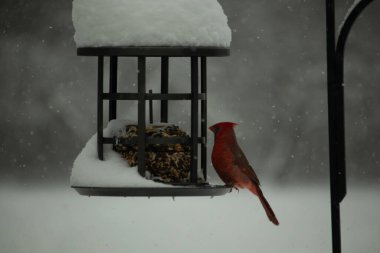 Bu güzel kırmızı kardinal, kar yağarken besleyiciye geldi. Onun parlak kırmızı renkleri etrafındaki beyaz kardan göze çarpıyor. Kara metal kafeste kuş yemi kekleri var..