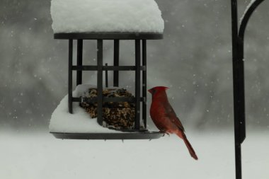 Bu güzel kırmızı kardinal, kar yağarken besleyiciye geldi. Onun parlak kırmızı renkleri etrafındaki beyaz kardan göze çarpıyor. Kara metal kafeste kuş yemi kekleri var..