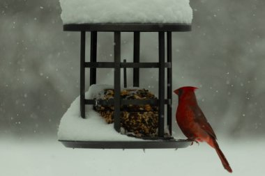 Bu güzel kırmızı kardinal, kar yağarken besleyiciye geldi. Onun parlak kırmızı renkleri etrafındaki beyaz kardan göze çarpıyor. Kara metal kafeste kuş yemi kekleri var..