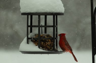 Bu güzel kırmızı kardinal, kar yağarken besleyiciye geldi. Onun parlak kırmızı renkleri etrafındaki beyaz kardan göze çarpıyor. Kara metal kafeste kuş yemi kekleri var..