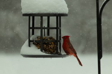 Bu güzel kırmızı kardinal, kar yağarken besleyiciye geldi. Onun parlak kırmızı renkleri etrafındaki beyaz kardan göze çarpıyor. Kara metal kafeste kuş yemi kekleri var..