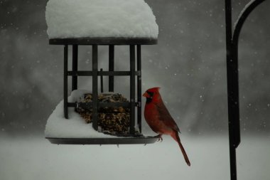 Bu güzel kırmızı kardinal, kar yağarken besleyiciye geldi. Onun parlak kırmızı renkleri etrafındaki beyaz kardan göze çarpıyor. Kara metal kafeste kuş yemi kekleri var..
