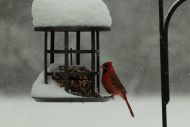 Bu güzel kırmızı kardinal, kar yağarken besleyiciye geldi. Onun parlak kırmızı renkleri etrafındaki beyaz kardan göze çarpıyor. Kara metal kafeste kuş yemi kekleri var..