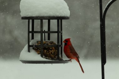 Bu güzel kırmızı kardinal, kar yağarken besleyiciye geldi. Onun parlak kırmızı renkleri etrafındaki beyaz kardan göze çarpıyor. Kara metal kafeste kuş yemi kekleri var..