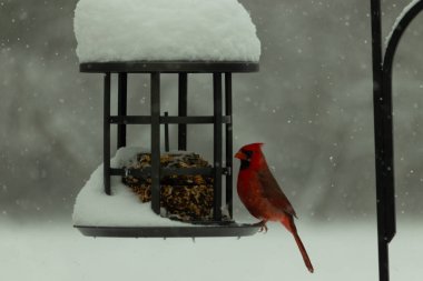 Bu güzel kırmızı kardinal, kar yağarken besleyiciye geldi. Onun parlak kırmızı renkleri etrafındaki beyaz kardan göze çarpıyor. Kara metal kafeste kuş yemi kekleri var..