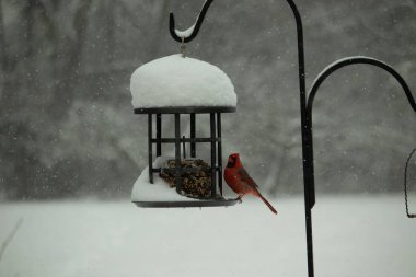 Bu güzel kırmızı kardinal, kar yağarken besleyiciye geldi. Onun parlak kırmızı renkleri etrafındaki beyaz kardan göze çarpıyor. Kara metal kafeste kuş yemi kekleri var..