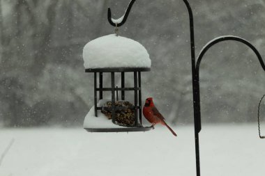 Bu güzel kırmızı kardinal, kar yağarken besleyiciye geldi. Onun parlak kırmızı renkleri etrafındaki beyaz kardan göze çarpıyor. Kara metal kafeste kuş yemi kekleri var..