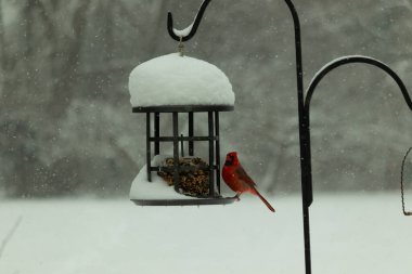 Bu güzel kırmızı kardinal, kar yağarken besleyiciye geldi. Onun parlak kırmızı renkleri etrafındaki beyaz kardan göze çarpıyor. Kara metal kafeste kuş yemi kekleri var..