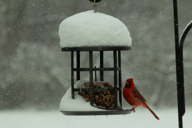 Bu güzel kırmızı kardinal, kar yağarken besleyiciye geldi. Onun parlak kırmızı renkleri etrafındaki beyaz kardan göze çarpıyor. Kara metal kafeste kuş yemi kekleri var..