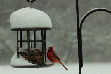 Bu güzel kırmızı kardinal, kar yağarken besleyiciye geldi. Onun parlak kırmızı renkleri etrafındaki beyaz kardan göze çarpıyor. Kara metal kafeste kuş yemi kekleri var..