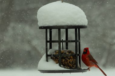 Bu güzel kırmızı kardinal, kar yağarken besleyiciye geldi. Onun parlak kırmızı renkleri etrafındaki beyaz kardan göze çarpıyor. Kara metal kafeste kuş yemi kekleri var..