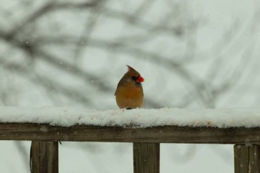 Kahverengi ahşap korkuluktaki bu güzel kardinalin görünüşüne bayılıyorum. Bu dişi bir kuş ve tüylerinin donuk bakır renklerinden anlayabilirsiniz. Her tarafı karla kaplı burada oturuyor..