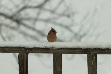 Kahverengi ahşap korkuluktaki bu güzel kardinalin görünüşüne bayılıyorum. Bu dişi bir kuş ve tüylerinin donuk bakır renklerinden anlayabilirsiniz. Her tarafı karla kaplı burada oturuyor..