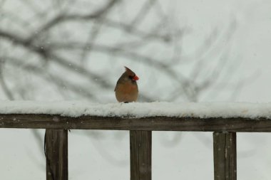 Kahverengi ahşap korkuluktaki bu güzel kardinalin görünüşüne bayılıyorum. Bu dişi bir kuş ve tüylerinin donuk bakır renklerinden anlayabilirsiniz. Her tarafı karla kaplı burada oturuyor..