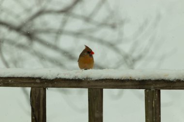 Kahverengi ahşap korkuluktaki bu güzel kardinalin görünüşüne bayılıyorum. Bu dişi bir kuş ve tüylerinin donuk bakır renklerinden anlayabilirsiniz. Her tarafı karla kaplı burada oturuyor..