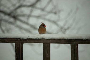 Kahverengi ahşap korkuluktaki bu güzel kardinalin görünüşüne bayılıyorum. Bu dişi bir kuş ve tüylerinin donuk bakır renklerinden anlayabilirsiniz. Her tarafı karla kaplı burada oturuyor..