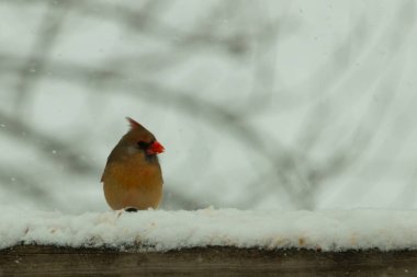 Kahverengi ahşap korkuluktaki bu güzel kardinalin görünüşüne bayılıyorum. Bu dişi bir kuş ve tüylerinin donuk bakır renklerinden anlayabilirsiniz. Her tarafı karla kaplı burada oturuyor..