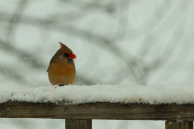 Kahverengi ahşap korkuluktaki bu güzel kardinalin görünüşüne bayılıyorum. Bu dişi bir kuş ve tüylerinin donuk bakır renklerinden anlayabilirsiniz. Her tarafı karla kaplı burada oturuyor..