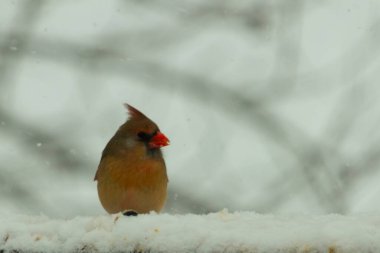 Kahverengi ahşap korkuluktaki bu güzel kardinalin görünüşüne bayılıyorum. Bu dişi bir kuş ve tüylerinin donuk bakır renklerinden anlayabilirsiniz. Her tarafı karla kaplı burada oturuyor..