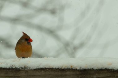 Kahverengi ahşap korkuluktaki bu güzel kardinalin görünüşüne bayılıyorum. Bu dişi bir kuş ve tüylerinin donuk bakır renklerinden anlayabilirsiniz. Her tarafı karla kaplı burada oturuyor..