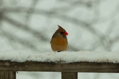 Kahverengi ahşap korkuluktaki bu güzel kardinalin görünüşüne bayılıyorum. Bu dişi bir kuş ve tüylerinin donuk bakır renklerinden anlayabilirsiniz. Her tarafı karla kaplı burada oturuyor..