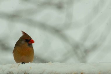 Kahverengi ahşap korkuluktaki bu güzel kardinalin görünüşüne bayılıyorum. Bu dişi bir kuş ve tüylerinin donuk bakır renklerinden anlayabilirsiniz. Her tarafı karla kaplı burada oturuyor..