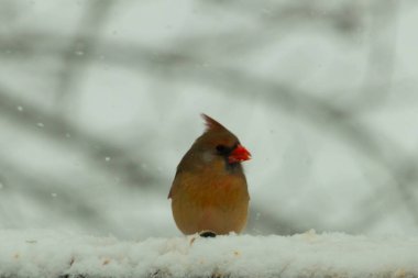 Kahverengi ahşap korkuluktaki bu güzel kardinalin görünüşüne bayılıyorum. Bu dişi bir kuş ve tüylerinin donuk bakır renklerinden anlayabilirsiniz. Her tarafı karla kaplı burada oturuyor..