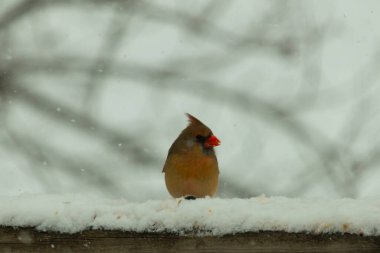 Kahverengi ahşap korkuluktaki bu güzel kardinalin görünüşüne bayılıyorum. Bu dişi bir kuş ve tüylerinin donuk bakır renklerinden anlayabilirsiniz. Her tarafı karla kaplı burada oturuyor..
