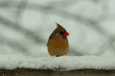 Kahverengi ahşap korkuluktaki bu güzel kardinalin görünüşüne bayılıyorum. Bu dişi bir kuş ve tüylerinin donuk bakır renklerinden anlayabilirsiniz. Her tarafı karla kaplı burada oturuyor..