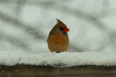 Kahverengi ahşap korkuluktaki bu güzel kardinalin görünüşüne bayılıyorum. Bu dişi bir kuş ve tüylerinin donuk bakır renklerinden anlayabilirsiniz. Her tarafı karla kaplı burada oturuyor..
