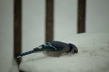 Bu sevimli mavi kuş tüylü beyaz karda tünemiş. Yüzü yiyecek ararken buz kristallerine gömülmüş. Beyaz arka planda duran mavi tüyler.