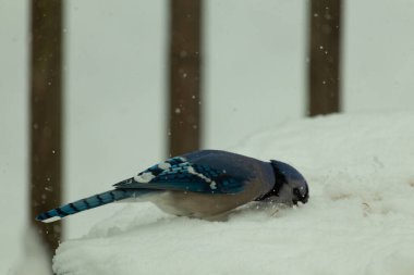 Bu sevimli mavi kuş tüylü beyaz karda tünemiş. Yüzü yiyecek ararken buz kristallerine gömülmüş. Beyaz arka planda duran mavi tüyler.