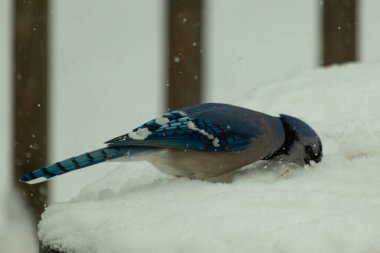 Bu sevimli mavi kuş tüylü beyaz karda tünemiş. Yüzü yiyecek ararken buz kristallerine gömülmüş. Beyaz arka planda duran mavi tüyler.