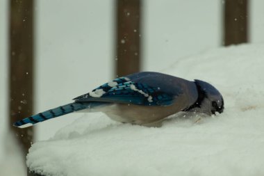Bu sevimli mavi kuş tüylü beyaz karda tünemiş. Yüzü yiyecek ararken buz kristallerine gömülmüş. Beyaz arka planda duran mavi tüyler.