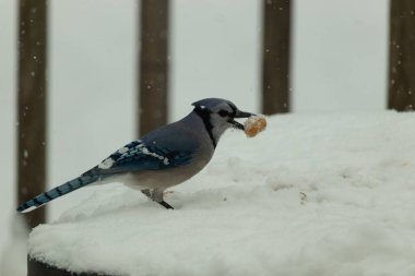 Mavi alakarga kuşunun fıstık almaya geldiği çok güzel bir sahne. Corvid 'in parlak mavi renkleri etraftaki güzel beyaz karların arasında duruyor..