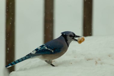 Mavi alakarga kuşunun fıstık almaya geldiği çok güzel bir sahne. Corvid 'in parlak mavi renkleri etraftaki güzel beyaz karların arasında duruyor..