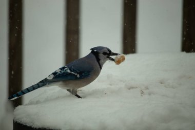 Mavi alakarga kuşunun fıstık almaya geldiği çok güzel bir sahne. Corvid 'in parlak mavi renkleri etraftaki güzel beyaz karların arasında duruyor..