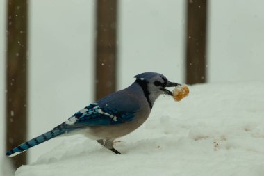 Mavi alakarga kuşunun fıstık almaya geldiği çok güzel bir sahne. Corvid 'in parlak mavi renkleri etraftaki güzel beyaz karların arasında duruyor..