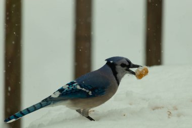 Mavi alakarga kuşunun fıstık almaya geldiği çok güzel bir sahne. Corvid 'in parlak mavi renkleri etraftaki güzel beyaz karların arasında duruyor..