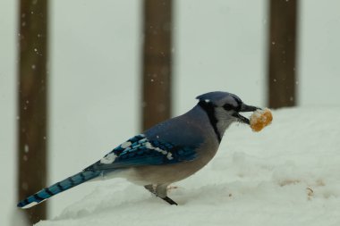 Mavi alakarga kuşunun fıstık almaya geldiği çok güzel bir sahne. Corvid 'in parlak mavi renkleri etraftaki güzel beyaz karların arasında duruyor..