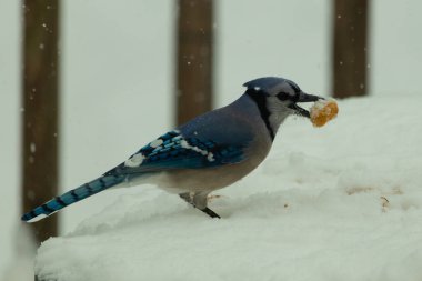 Mavi alakarga kuşunun fıstık almaya geldiği çok güzel bir sahne. Corvid 'in parlak mavi renkleri etraftaki güzel beyaz karların arasında duruyor..