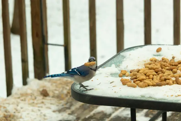 Bu güzel mavi karga bu resim için poz veriyor gibi görünüyor. Küçük Corvid 'in gagasında bir fıstık var ve bize gösteriyor gibi görünüyor. Bu kuşlar mavi, beyaz ve siyah tüyleriyle çok güzel..
