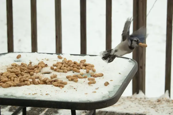 Bu güzel mavi kuş gagasında fıstıkla kardan havalanıyor. Renkli Corvid 'in kanatları açılıp bacakları aşağıda. Kalkış formunda ve neredeyse uçuyor..