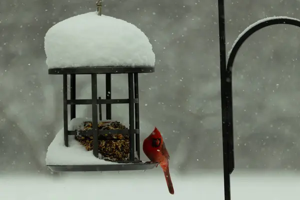 Bu güzel kırmızı kardinal, kar yağarken besleyiciye geldi. Onun parlak kırmızı renkleri etrafındaki beyaz kardan göze çarpıyor. Kara metal kafeste kuş yemi kekleri var..