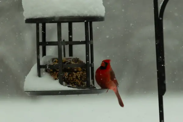 Bu güzel kırmızı kardinal, kar yağarken besleyiciye geldi. Onun parlak kırmızı renkleri etrafındaki beyaz kardan göze çarpıyor. Kara metal kafeste kuş yemi kekleri var..