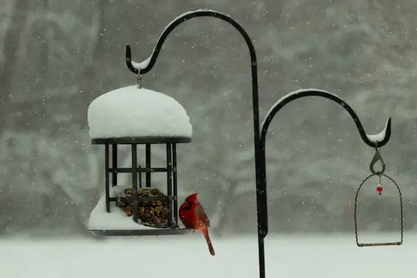 Bu güzel kırmızı kardinal, kar yağarken besleyiciye geldi. Onun parlak kırmızı renkleri etrafındaki beyaz kardan göze çarpıyor. Kara metal kafeste kuş yemi kekleri var..