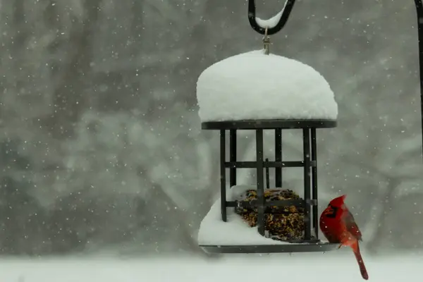 Bu güzel kırmızı kardinal, kar yağarken besleyiciye geldi. Onun parlak kırmızı renkleri etrafındaki beyaz kardan göze çarpıyor. Kara metal kafeste kuş yemi kekleri var..