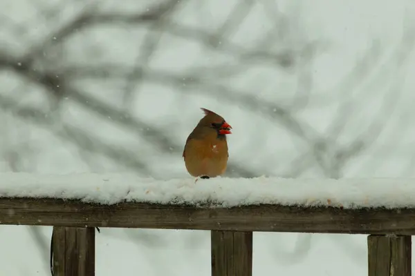 Kahverengi ahşap korkuluktaki bu güzel kardinalin görünüşüne bayılıyorum. Bu dişi bir kuş ve tüylerinin donuk bakır renklerinden anlayabilirsiniz. Her tarafı karla kaplı burada oturuyor..